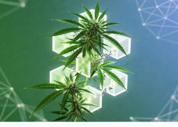Plantas de cannabis integradas con cubos geométricos luminosos sobre fondo azul‑verde con líneas de red, simbolizando la unión entre biotecnología y sistemas digitales.