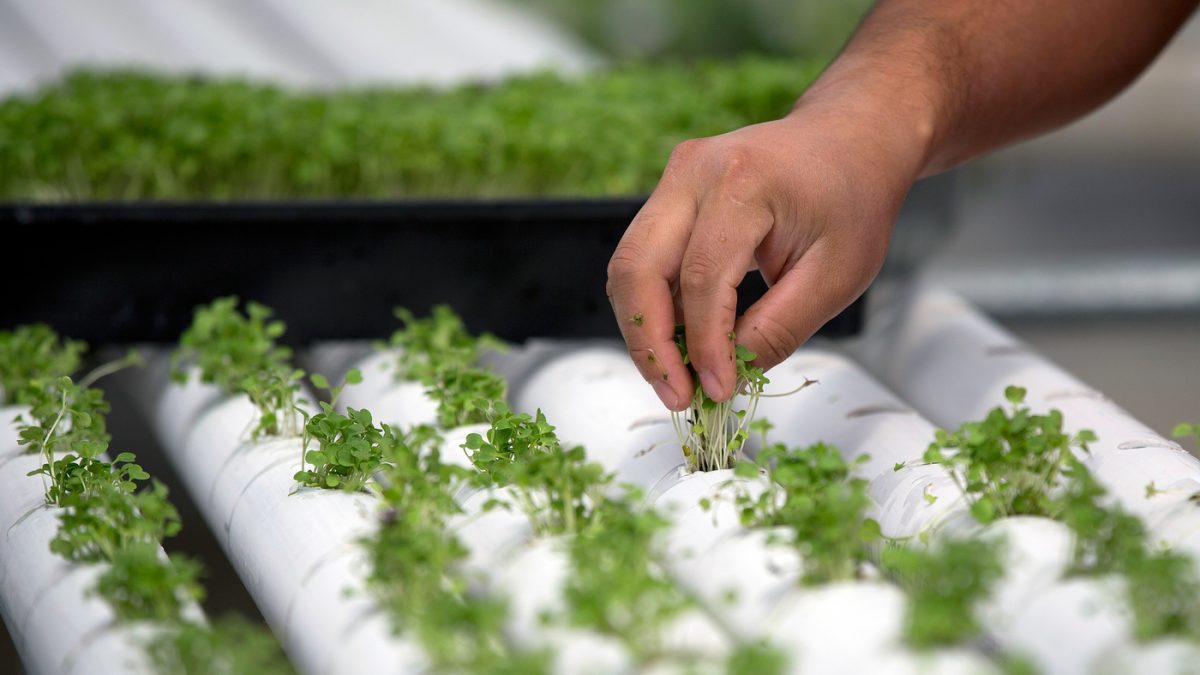 Baby basil is planted in PVC piping through which nutrient-infused water flows at regular intervals at a hydroponics farm in Nevada. This week, the National Organic Standards Board is set to vote on whether foods grown hydroponically can be sold as "certified organic."