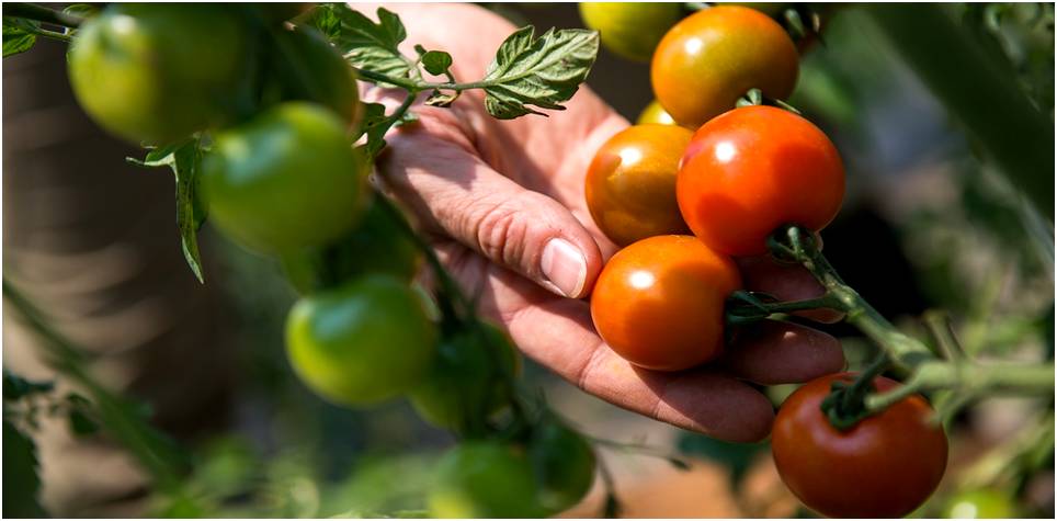 Tomates-Minería-Cosecha-Criptomonedas