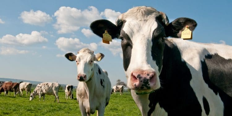 Nestlé blockchain Nueva Zelanda
