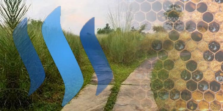 Imagen destacada: collage con imágenes por es.wikipedia.org, honeycolony.com y souncloud.com