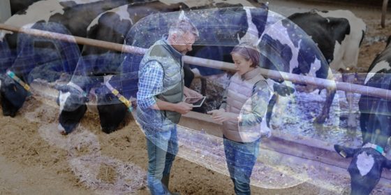 Plataforma basada en una blockchain rastreará ganado en Brasil