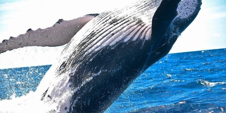 Ballena en el Ártico. Fuente:Pexels /pixabay.com
