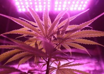 Planta de Cannabis bajo luz violeta. Imagen: Washarapol D BinYo Jundang/pexels.com