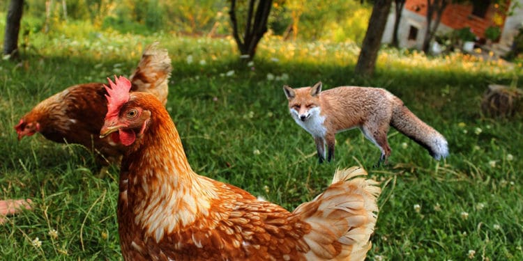 gallinas-robo-granja