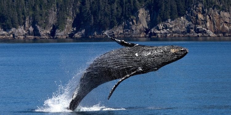 ballenas casas de cambio binance bitmex