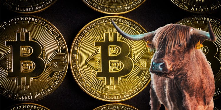bitcoin-corrida-alcista-Willy-Woo