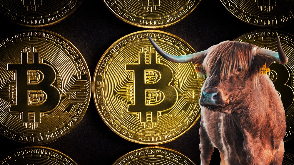 bitcoin-corrida-alcista-Willy-Woo