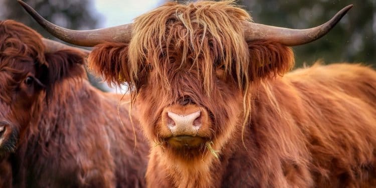 Toro robusto preparándose para la corrida alcista de Bitcoin. Fuente: Albrecht Fietz / Pixabay