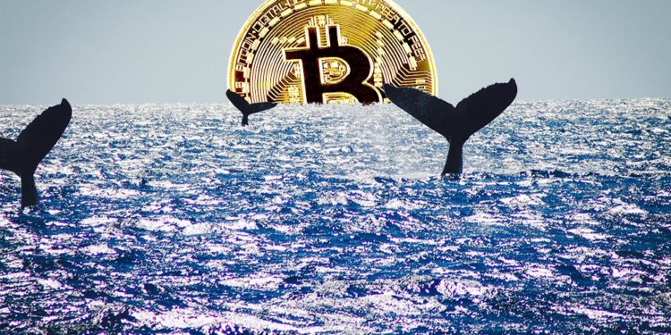 Ballenas nadando en el mar con moneda de bitcoin en el horizonte. Composición por CriptoNoticias. johan10 / elements.envato.com; twenty20photos / elements.envato.com