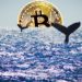 Ballenas nadando en el mar con moneda de bitcoin en el horizonte. Composición por CriptoNoticias. johan10 / elements.envato.com; twenty20photos / elements.envato.com