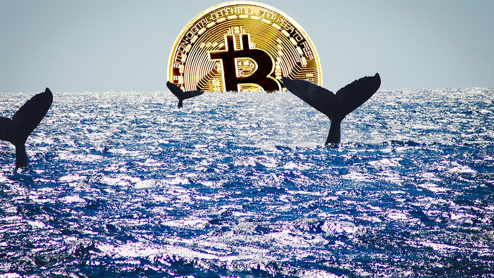 Ballenas nadando en el mar con moneda de bitcoin en el horizonte. Composición por CriptoNoticias. johan10 / elements.envato.com; twenty20photos / elements.envato.com