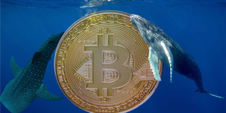 Moneda de bitcoin rodeado de ballenas. Composición por CriptoNoticias. gargantiopa / elements.envato.com; pcowell / elements.envato.com; Mint_Images / elements.envato.com