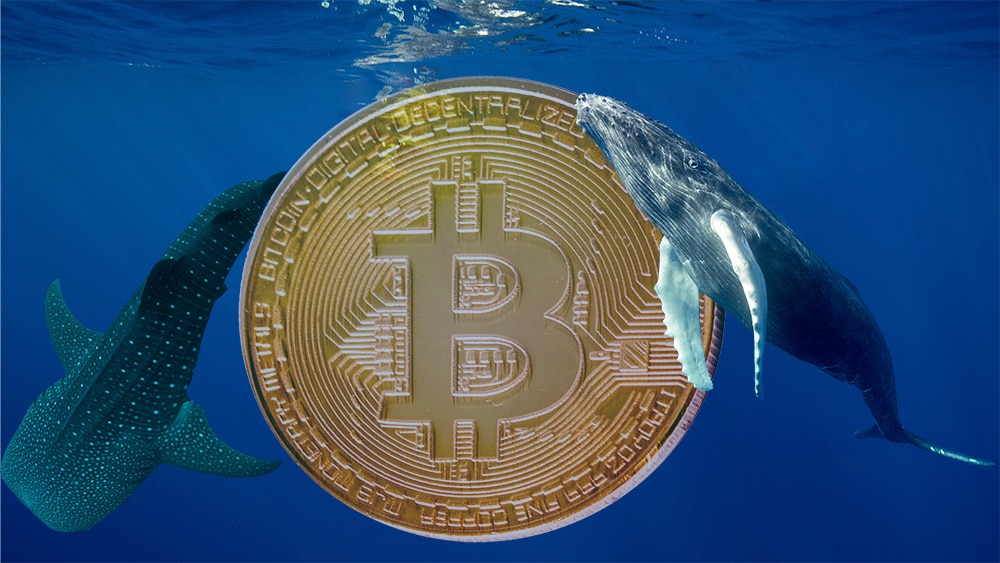 Moneda de bitcoin rodeado de ballenas. Composición por CriptoNoticias. gargantiopa / elements.envato.com; pcowell / elements.envato.com; Mint_Images / elements.envato.com