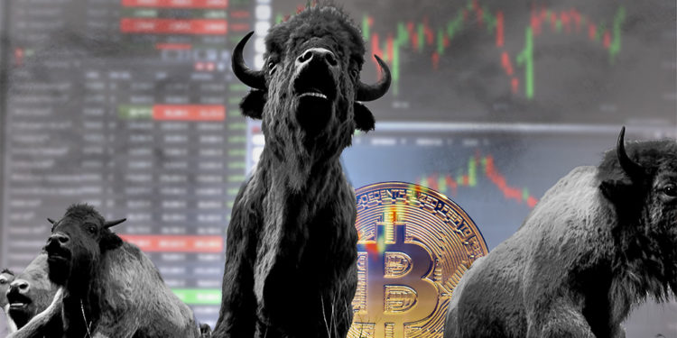 Estampida de toros con interfaz de exchange y moneda de bitcoin en el fondo. Composición por CriptoNoticias. ESchweitzer / elements.envato.com; sbqhw / piqsels.com; twenty20photos / elements.envato.com