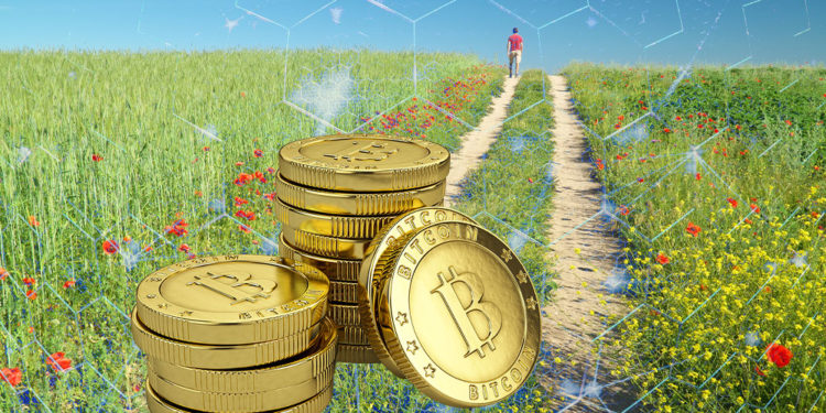 bitcoin red hombre camino