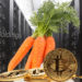 Mina de SBI Holdings y el logo, con zanahorias representando a taproot y bitcoins