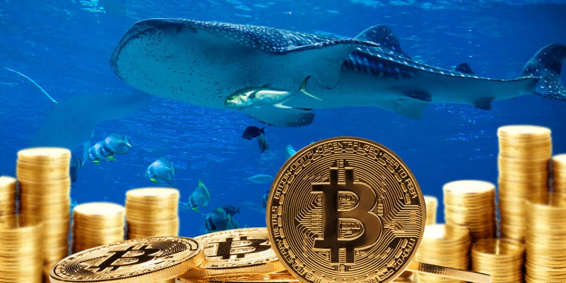 Pilas de bitcoins y ballena al fondo.