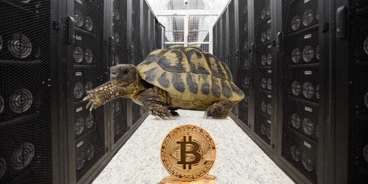 Granja de btc con tortuga representando lentitud.