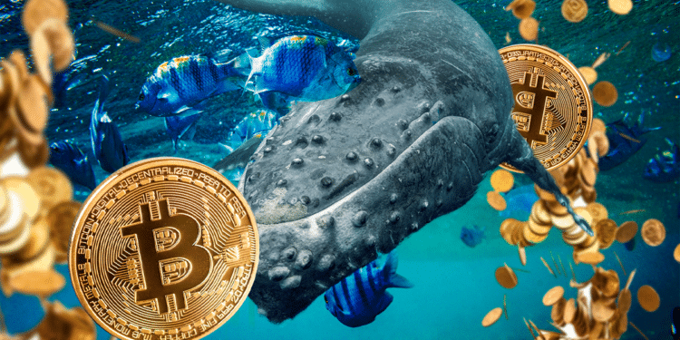 Ballena, peces y btcs en el océano.