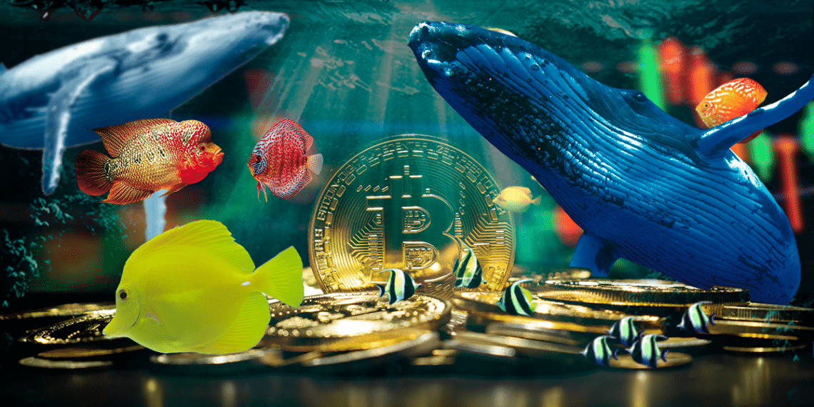 Bitcoin entre animales marinos.