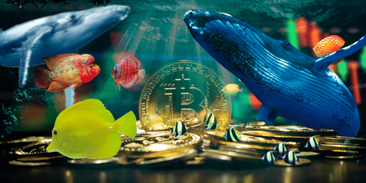 Bitcoin entre animales marinos.