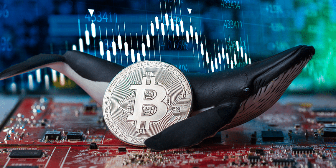 Holders y BTC.