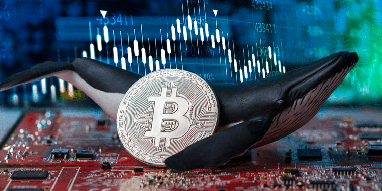 Holders y BTC.