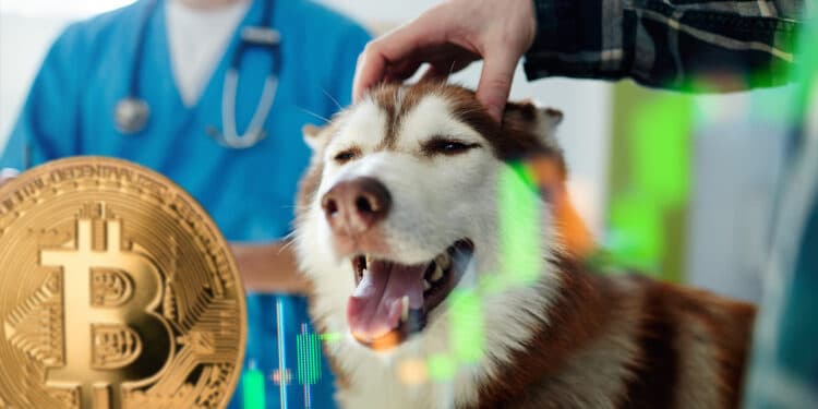 clinica-veterinaria-el-salvador-ganancias-bitcoin