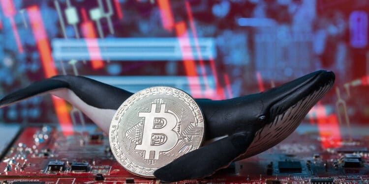 El comportamiento de las ballenas de bitcoin impacta en el mercado. Composición por CriptoNoticias. Eddie Cloud/ stock.adobe.com; daily_creativity/ stock.adobe.com