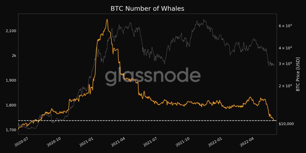 gráfico muestra disminución en la cantidad de ballenas de bitcoin