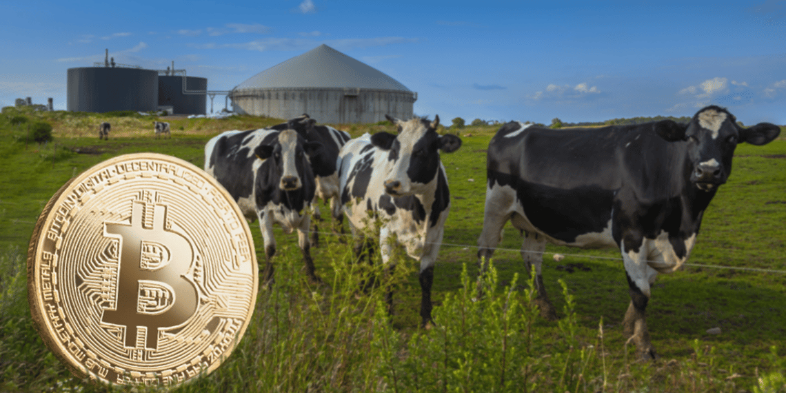 Empresa argentina mina Bitcoin aprovechando el biogas del excremento de animales