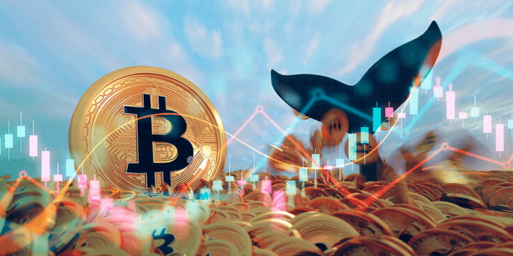Bitcoin y ballena.