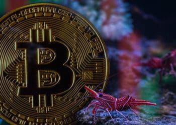 moneda de bitcoin en arrecife rodeada por camarones, con velas de grafico de precio alrededor