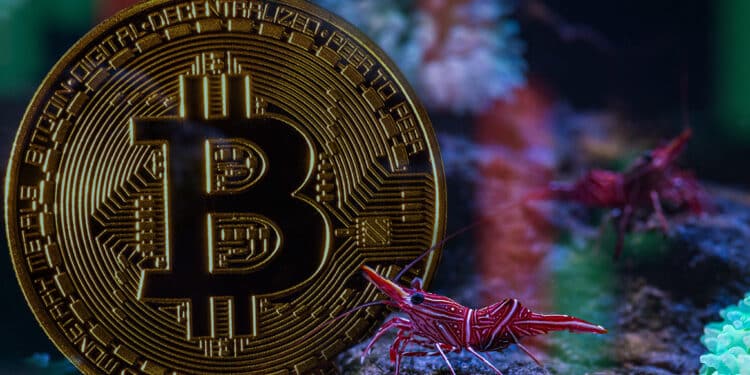 moneda de bitcoin en arrecife rodeada por camarones, con velas de grafico de precio alrededor