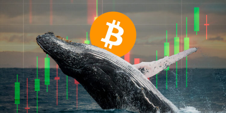 Bitcoin y ballena.