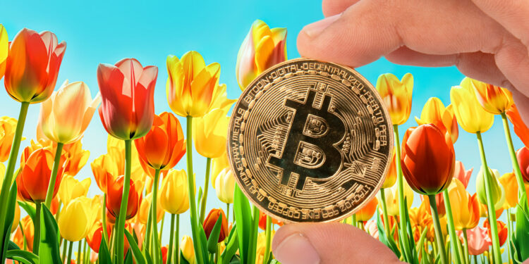 Bitcoin y tulipanes