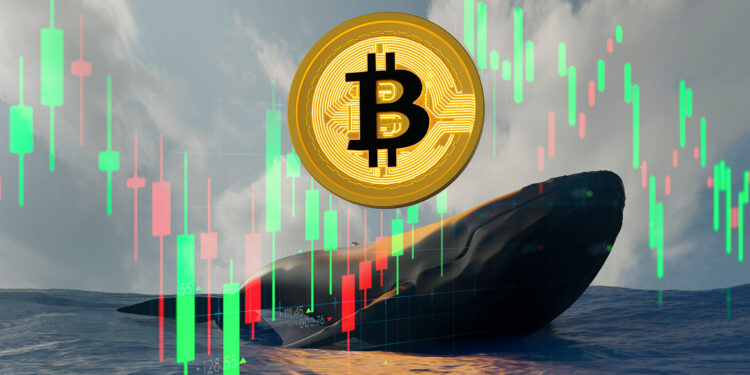 Ballena y bitcoin.