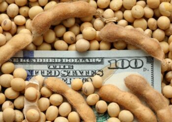 El bushel de soya se cotiza en más de USD 11. Fuente: RCNoticias.