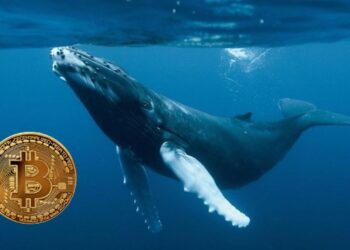 Se denomina "ballena" a direcciones con más de 1.000 BTC. Guacara-net/Composición por CriptoNoticias.