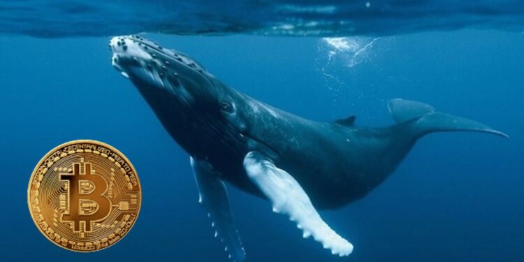 Se denomina "ballena" a direcciones con más de 1.000 BTC. Guacara-net/Composición por CriptoNoticias.