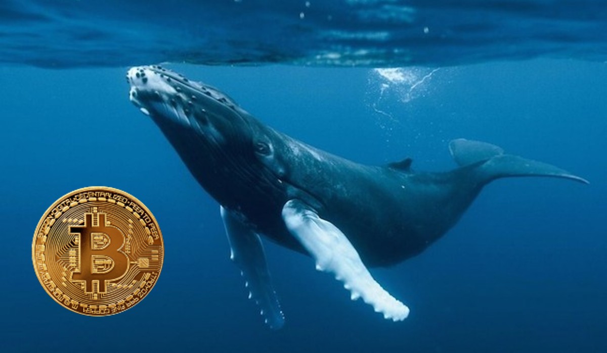 “L’appétit des baleines Bitcoin est de retour en force”
