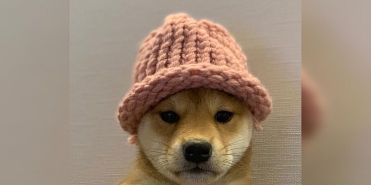Dogwifhat tiene como origen a una fotografía de un perro con sombrero. Fuente: knowyourmeme.com