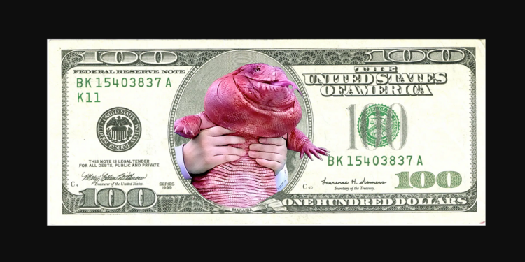 MAGAIBA es una memecoin inspirada en un lagarto overo argentino. Fuente: magaiba.xyz