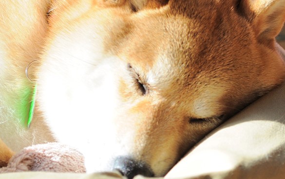 Kabosu-perro-DOGE