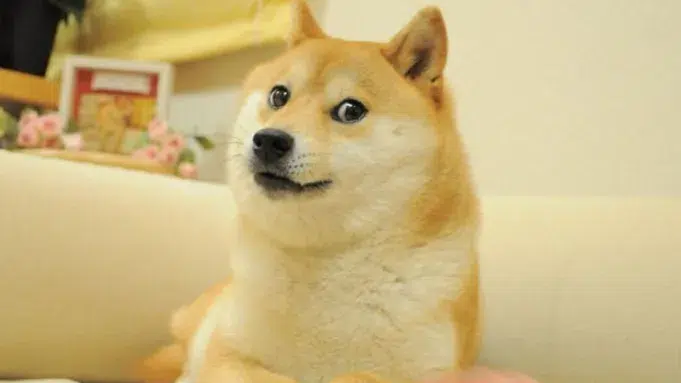 kabosu-meme-internet-doge-shib