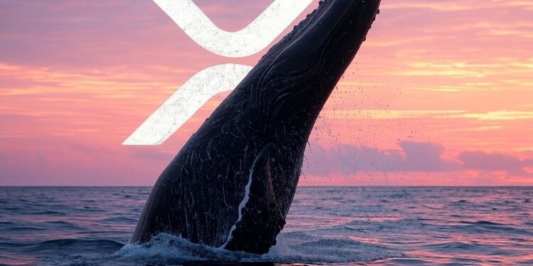 Se detectan grandes movimientos de ballenas de XRP. Fuente: Grok.