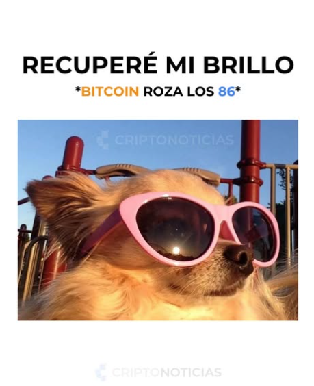 meme perro con lentes y texto: recuperé mi brillo *bitcoin roza los 86*.