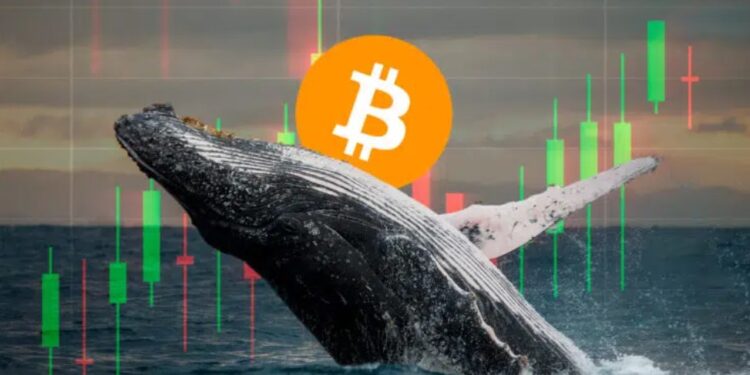 Ballena de bitcoin.