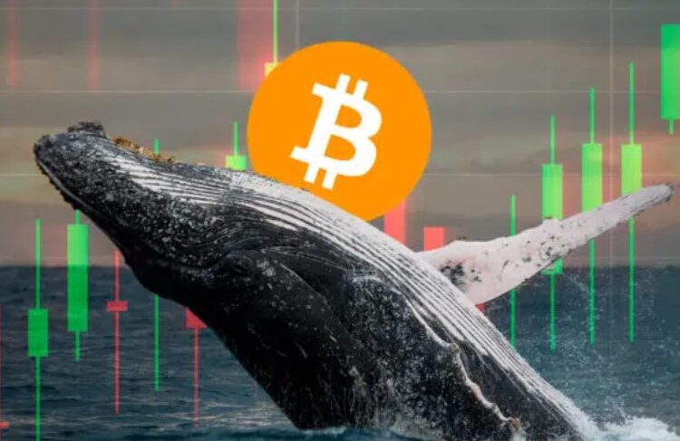 Ballena de bitcoin.
